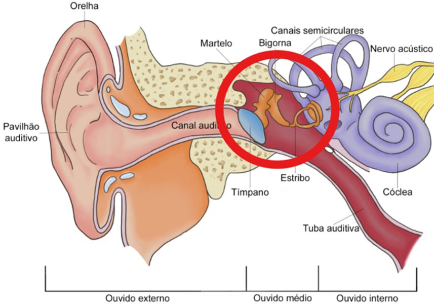 orelha